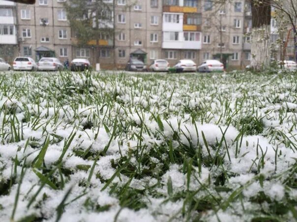 Летний снег фото Что значит снег в мае