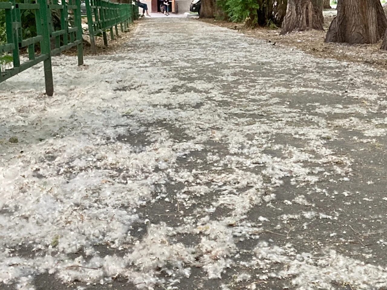 Летний снег фото Тюмень накрыл рекордный летний "снег"