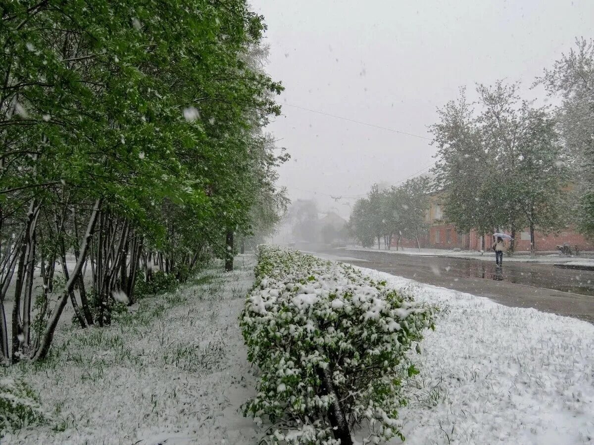 Летний снег фото Первый снег в мае: удивительное природное явление в Москве и области The Moscow 
