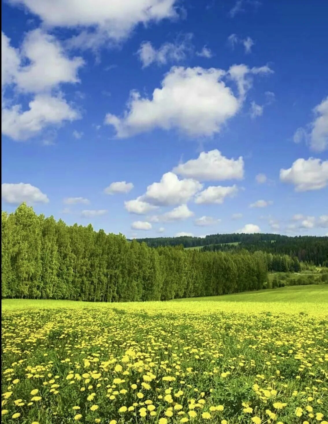 Летний вид фото Пин на доске Meadows & Wildflowers Пейзажи, Природа, Лето