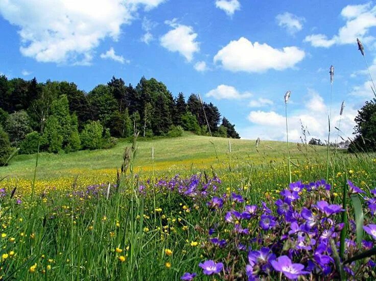 Летний вид фото Pin by Mirje @--- on LOODUS Landscape art, Landscape, Nature photography