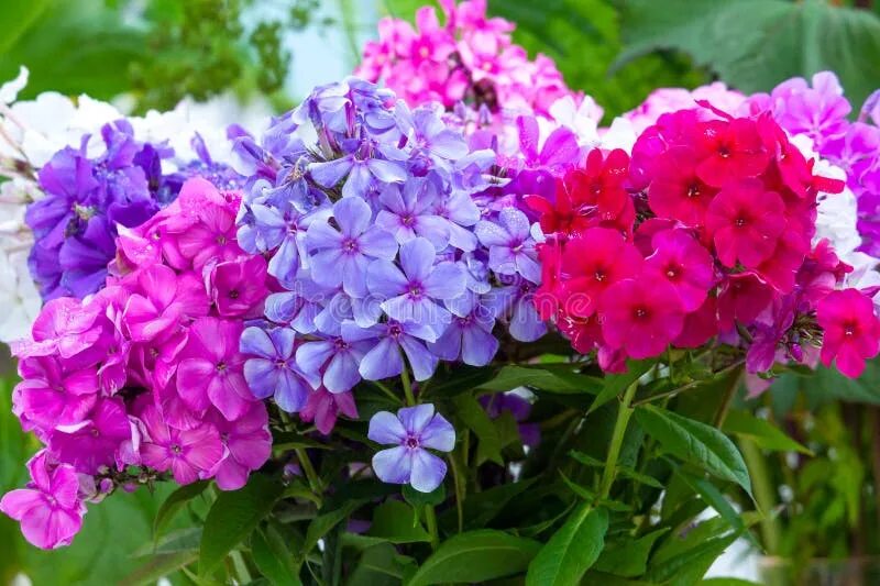 Летняя флокса фото Multicolored Phlox Flowers in Bouquet Stock Photo - Image of beautiful, flowers: