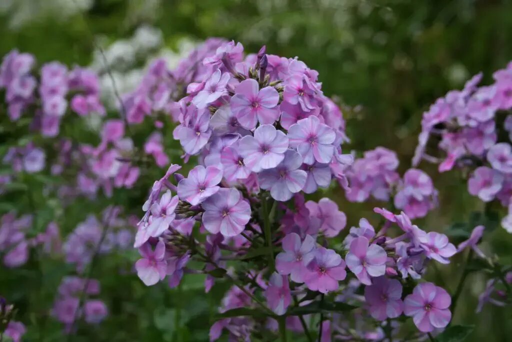 Летняя флокса фото Phlox (Phlox) - A to Z Flowers