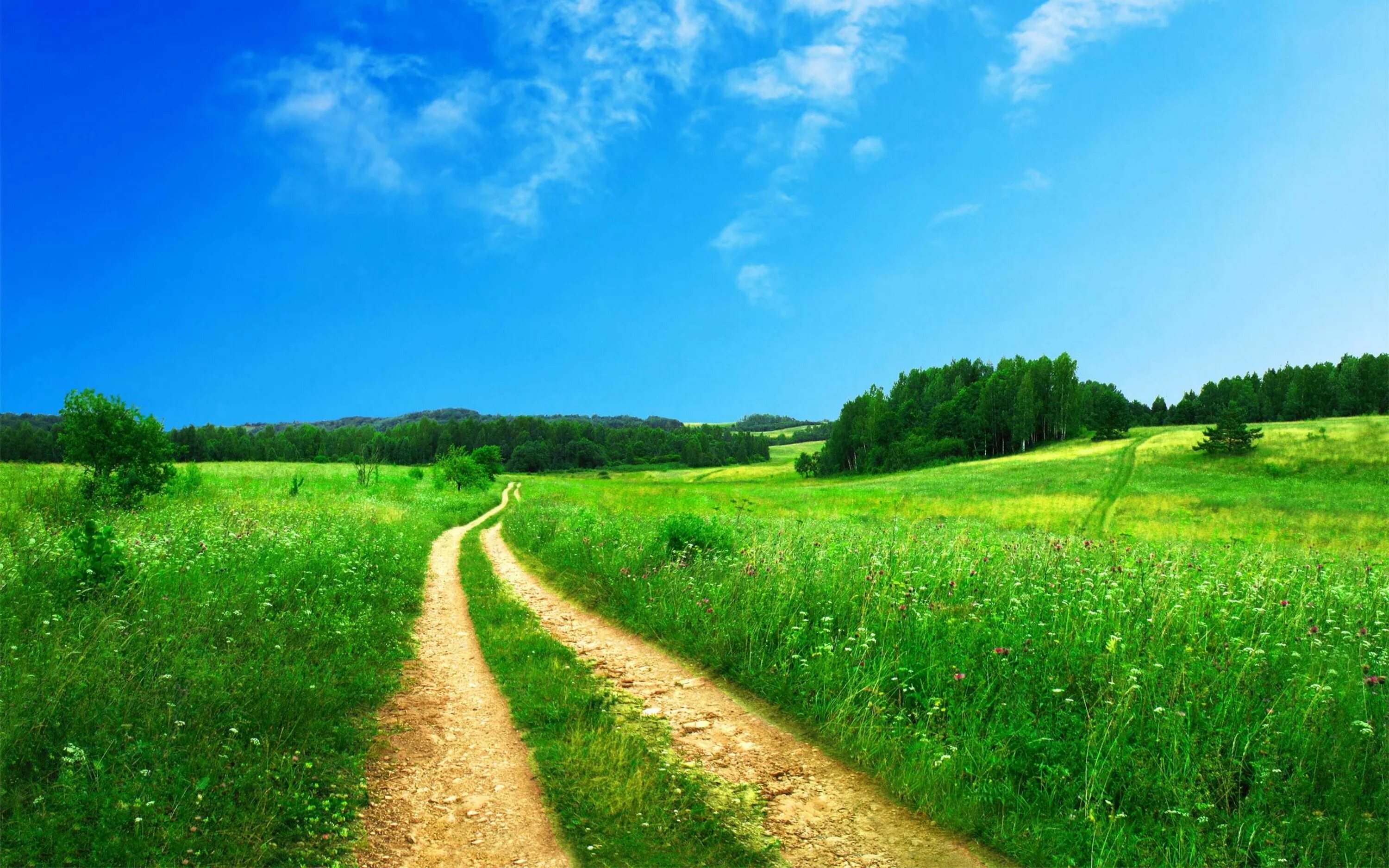 Летняя фото история Wallpaper Download 5120x3200 Country road through a green field Beautiful scener