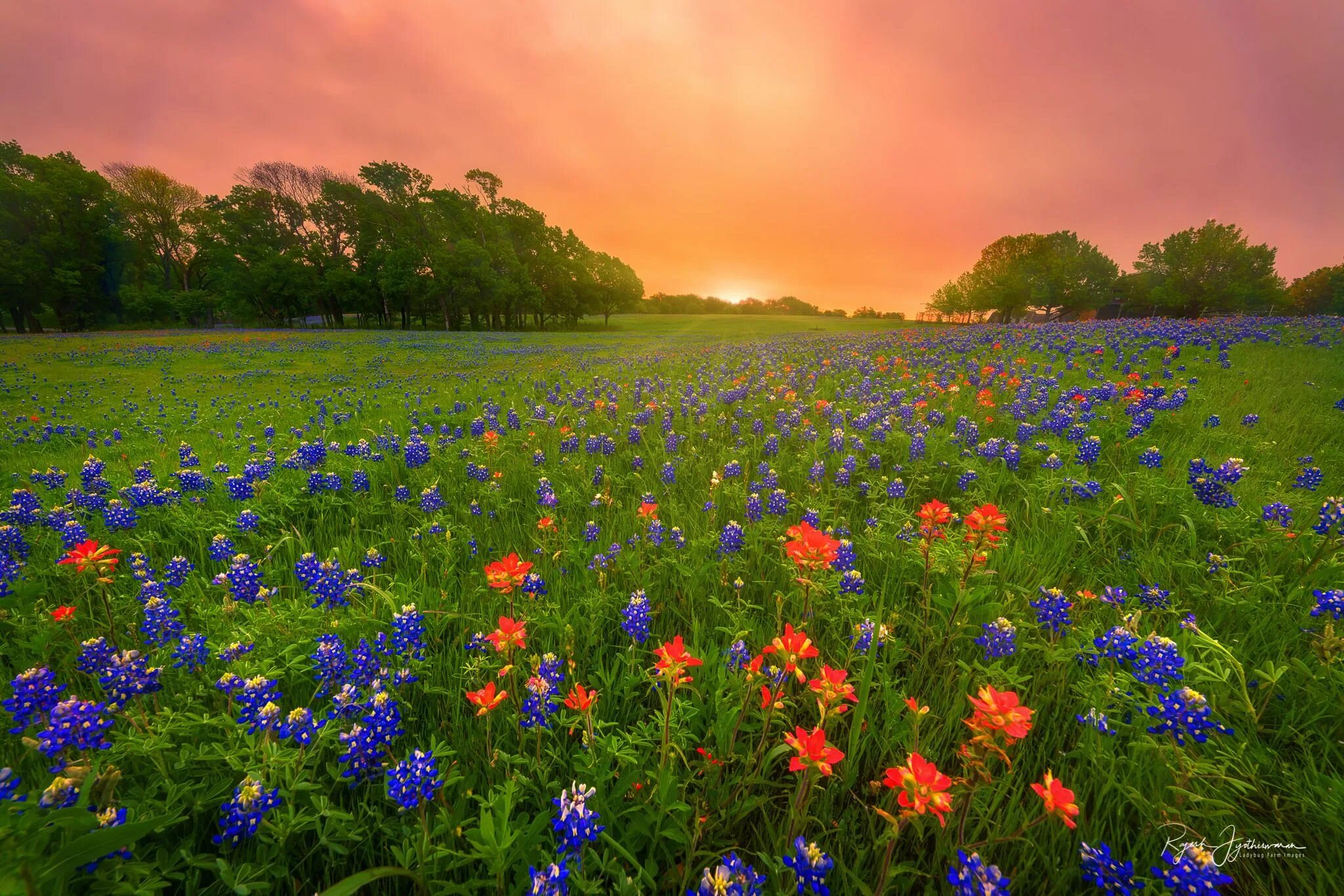 Летняя поляна фото Wildflower Sunrise (in Explore Jan 19, 2018) Wild flowers, Landscape, Sky