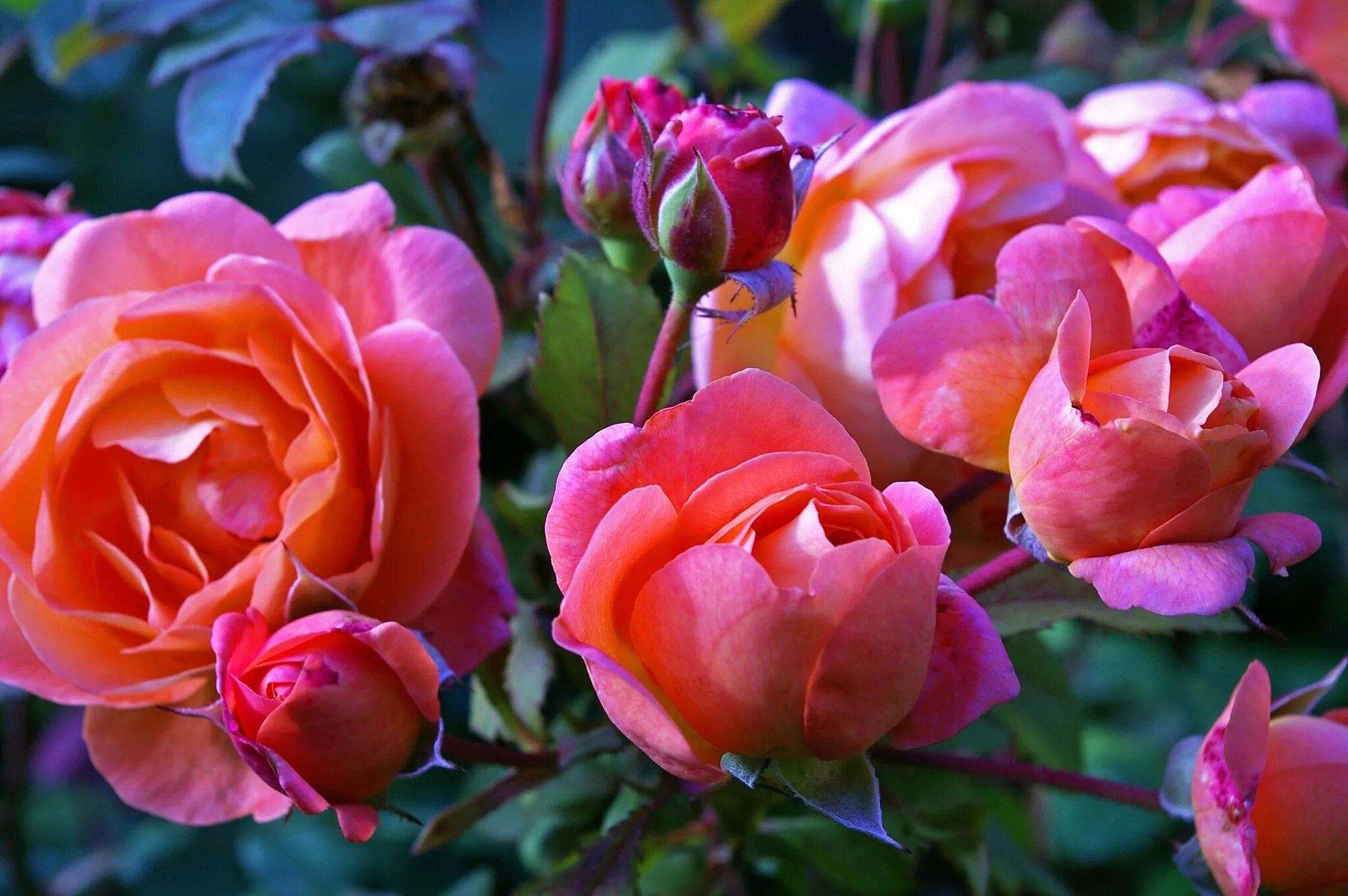 Летняя роза фото Розы LeFlowers.ru