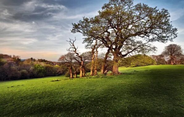 Лето дерево фото Wallpaper field, summer, tree for mobile and desktop, section природа, resolutio