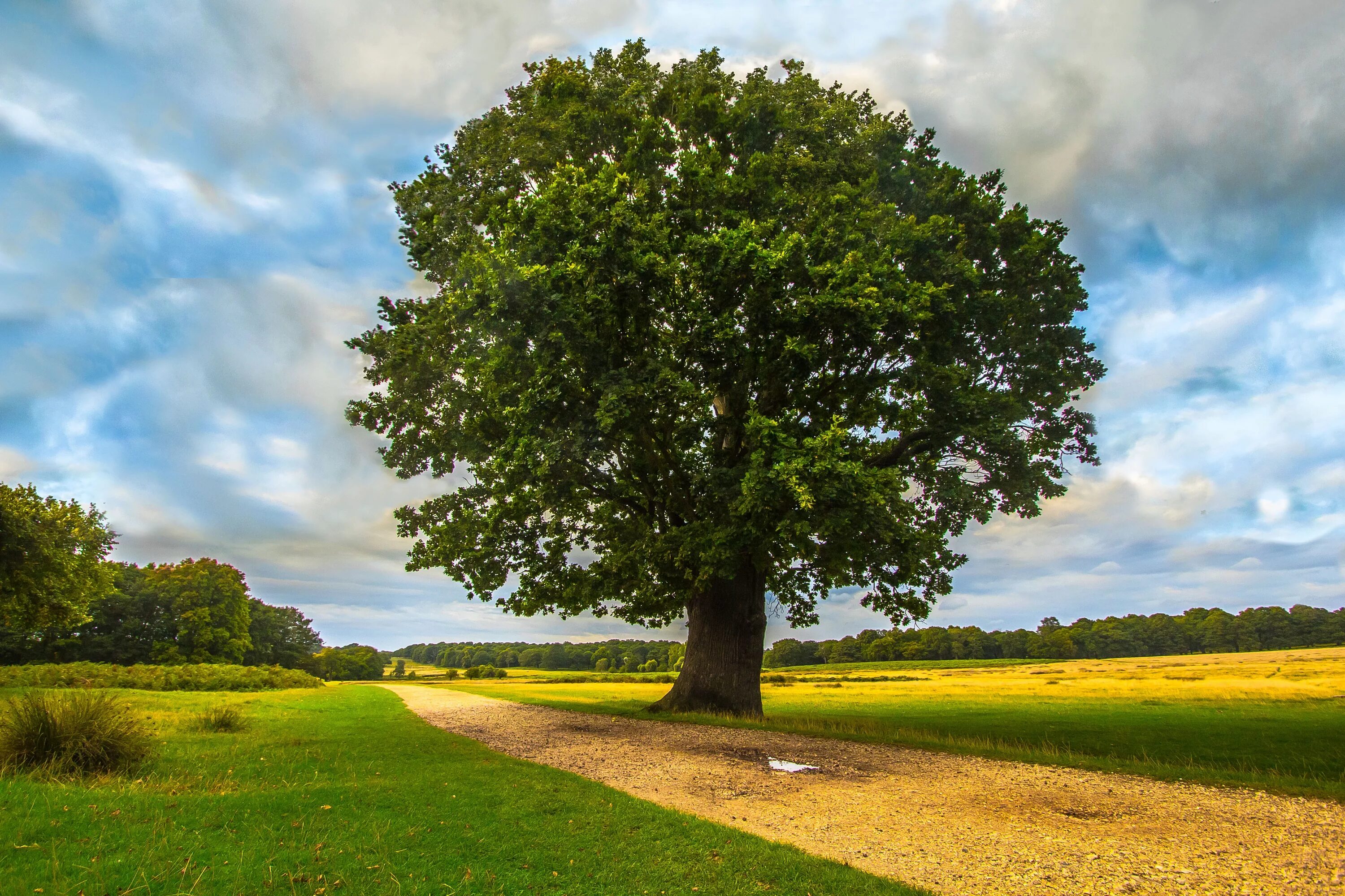 Лето дерево фото Free Images : landscape, tree, nature, grass, cloud, sky, field, lawn, meadow, s