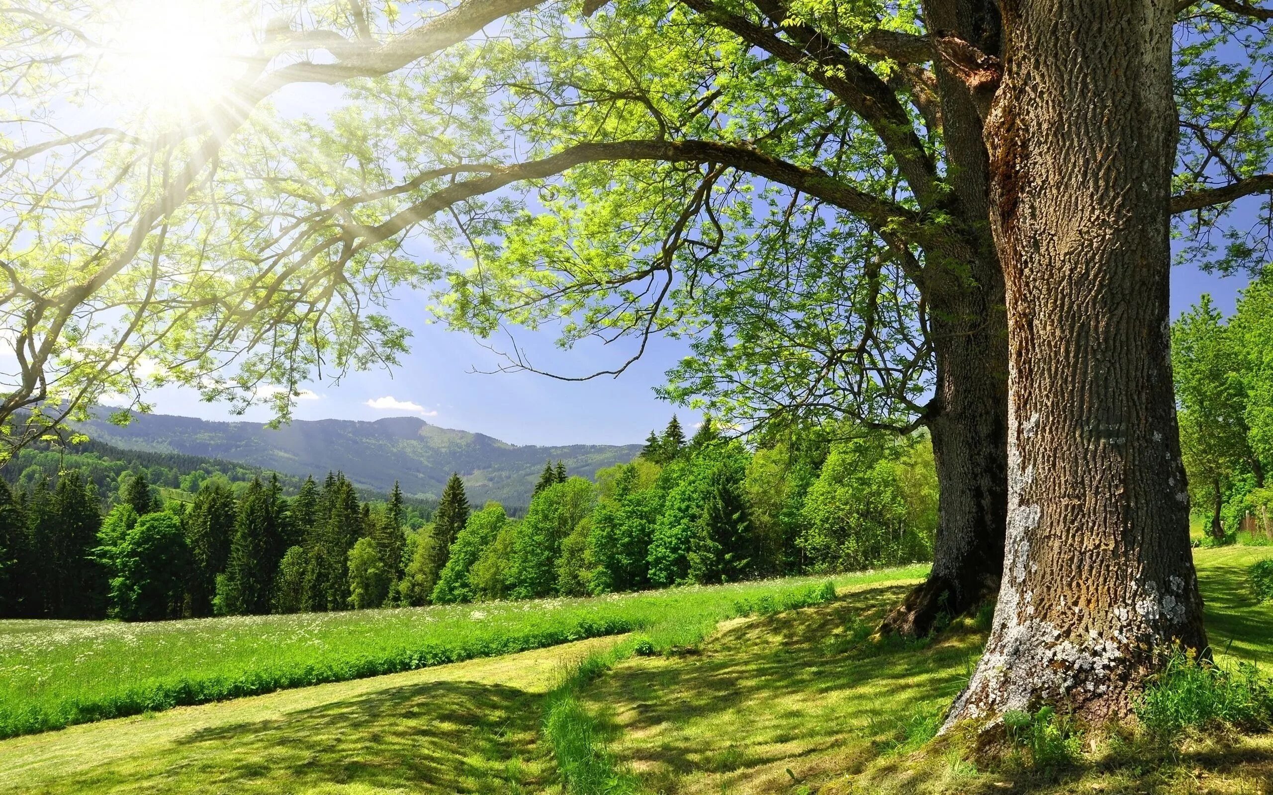 Лето дерево фото Nature Sounds & Backgrounds: музыка, видео, статистика и фотографии Last.fm