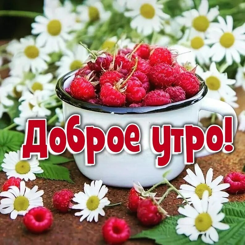 Лето доброе утро картинки прикольные смешные Самого доброго утра августа: найдено 86 изображений