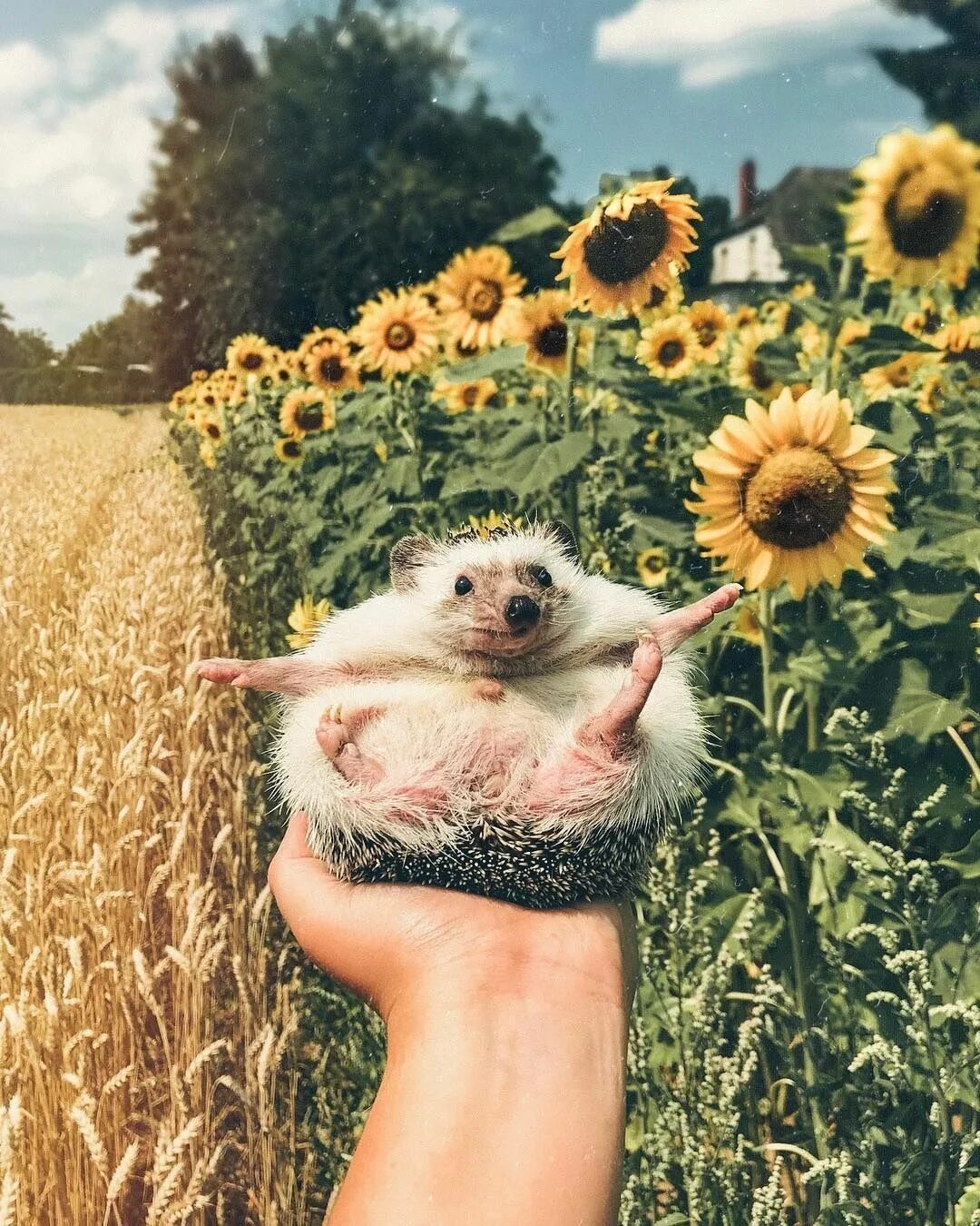 Лето доброе утро картинки прикольные смешные Pin by Марина Демьянова on ЁЖИКИ. Cute animals, Bengal kitten, Spirit animal