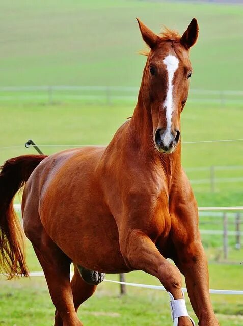 Лошади коричневые фото Horse Animal Riding - Free photo on Pixabay Horses, Pretty horses, All the prett