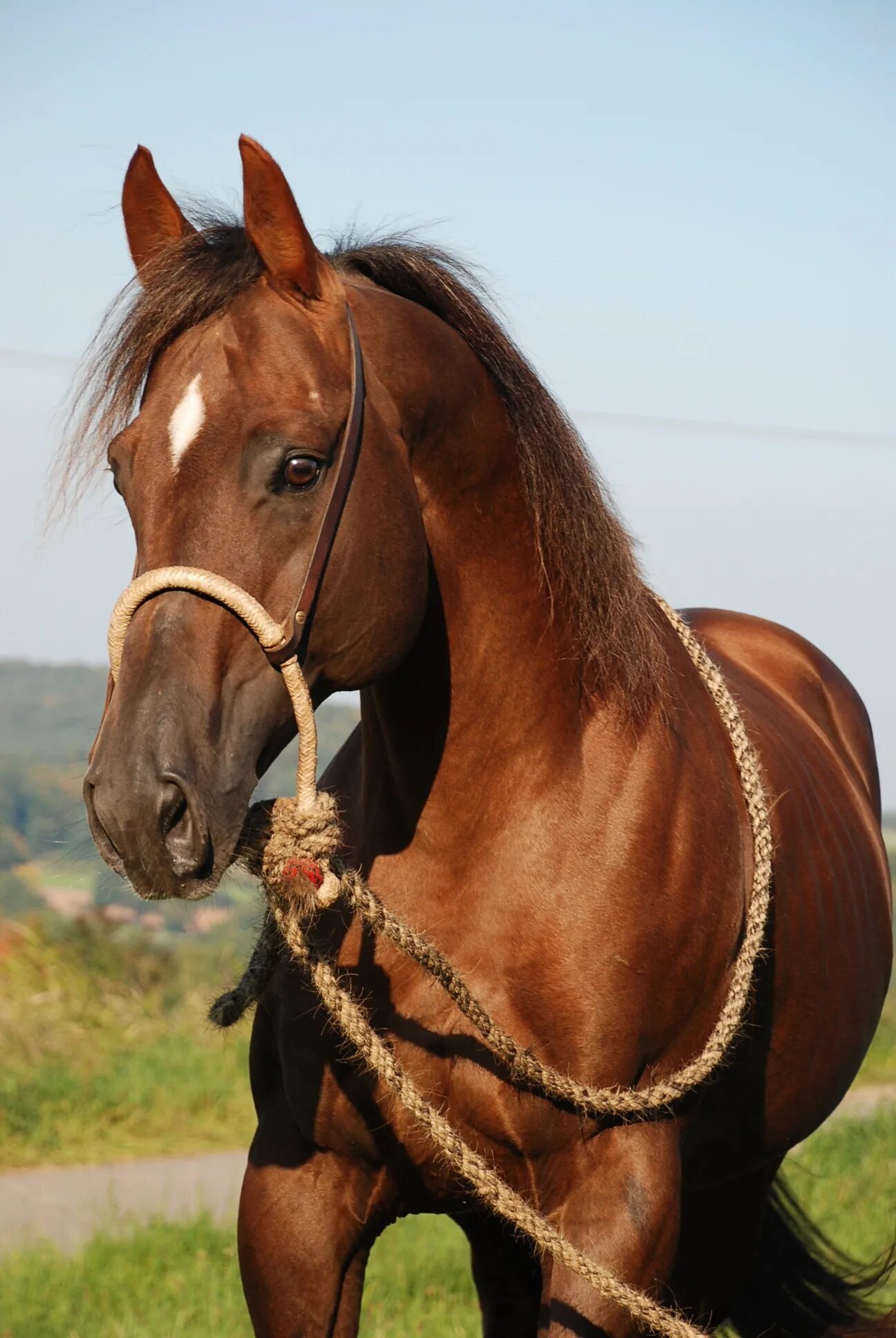 Лошади коричневые фото Horse Stallion Deckhengst free image download