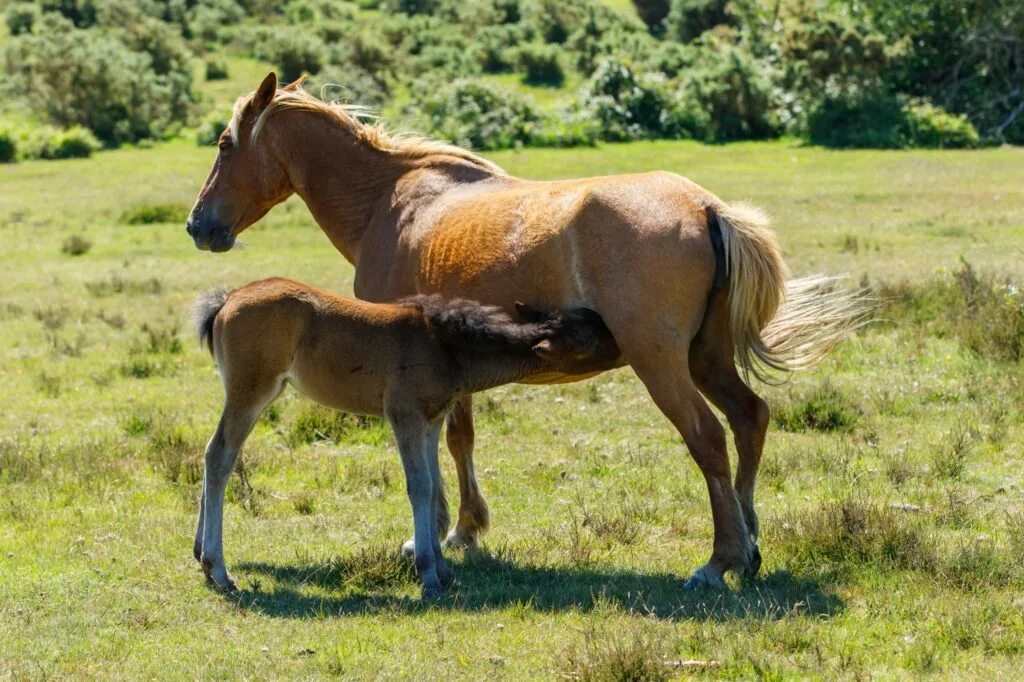 Лошади коричневые фото Feeding the Broodmare VetZone