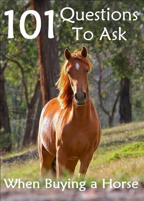 Лошади коричневые фото 101 Questions to Ask When Buying a Horse - Savvy Horsewoman Beautiful horses, Ho