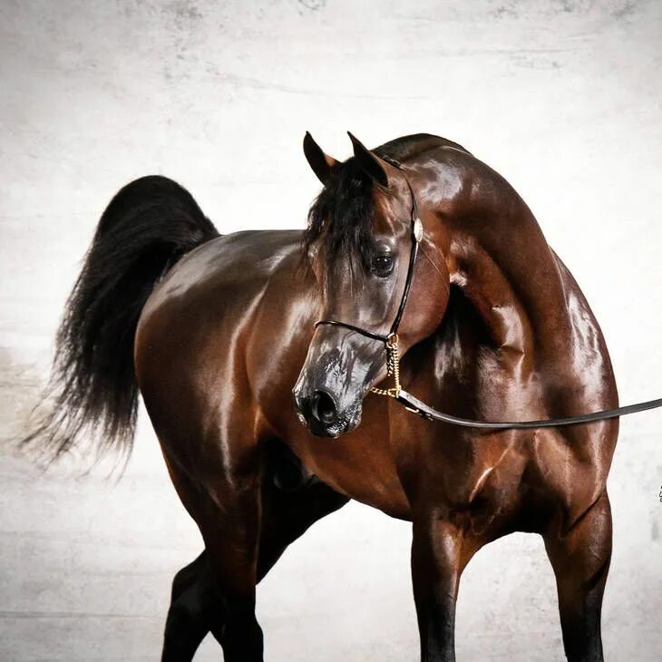 Лошади коричневые фото KAVALLE MI in 2014 Horses, Arabian horse, Pretty horses