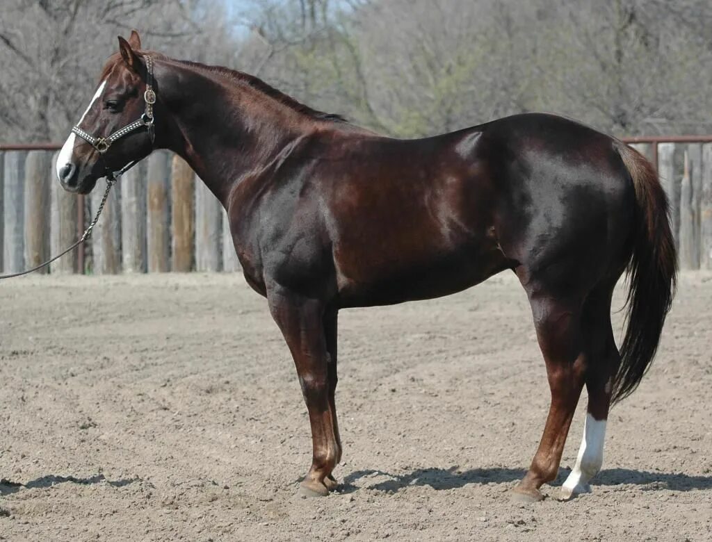 Лошади коричневые фото Liver Chestnut Quarter Horse Chestnut horse, Horses, Quarter horse