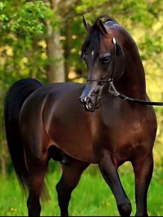 Лошади коричневые фото Dark brown arabian Horses, Beautiful arabian horses, Horse breeds