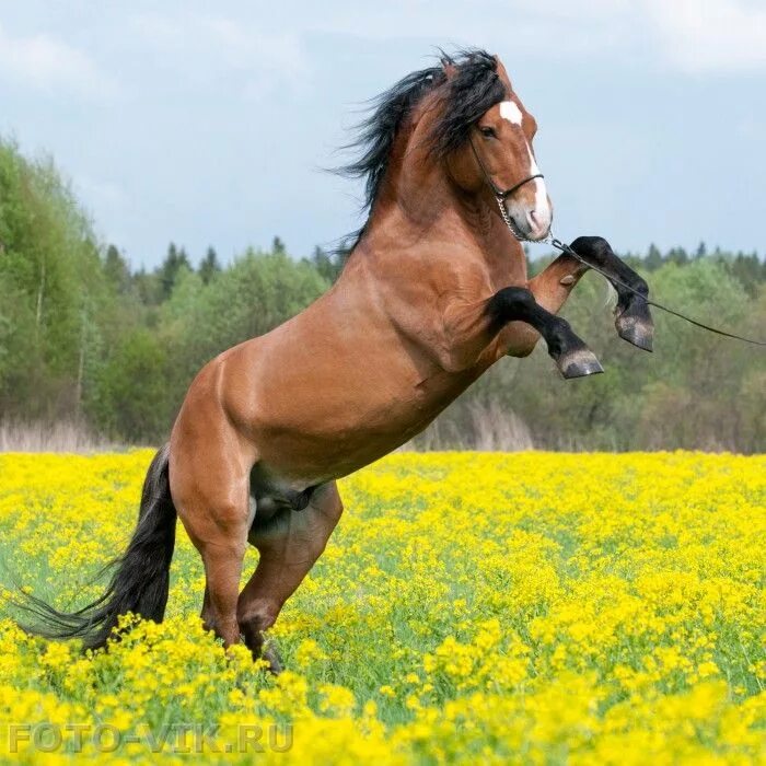 Лошади летом фото Съемка лошадей весной 2010г, подборка фото / horses in the spring, 2010 Фотограф