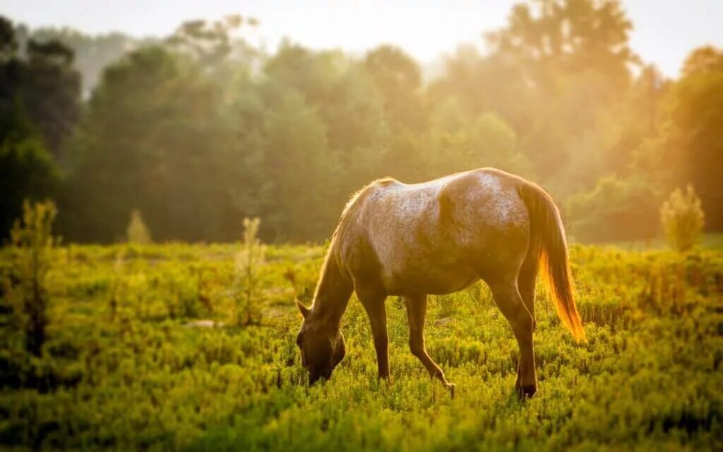 Лошади летом фото Horse skin in the summer - how to take care of it? - EQUISHOP Equestrian Shop