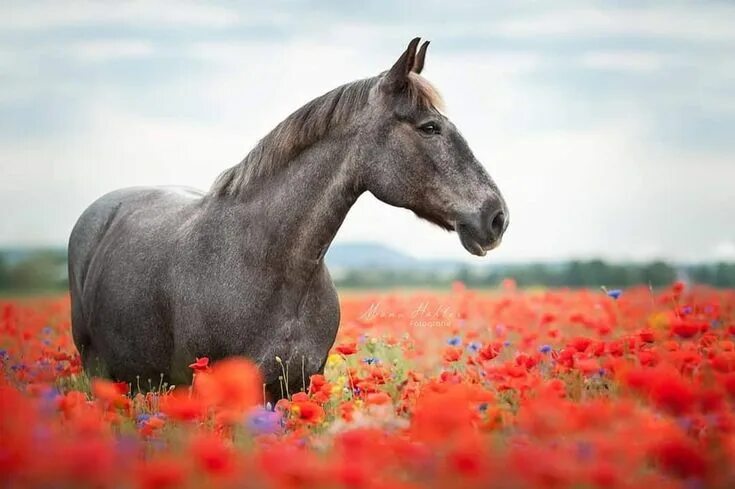 Лошади летом фото Pin på horses