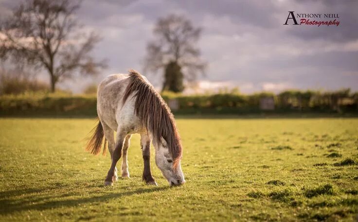 Лошади летом фото Evening snack Horses, Horse lover, Evening snacks