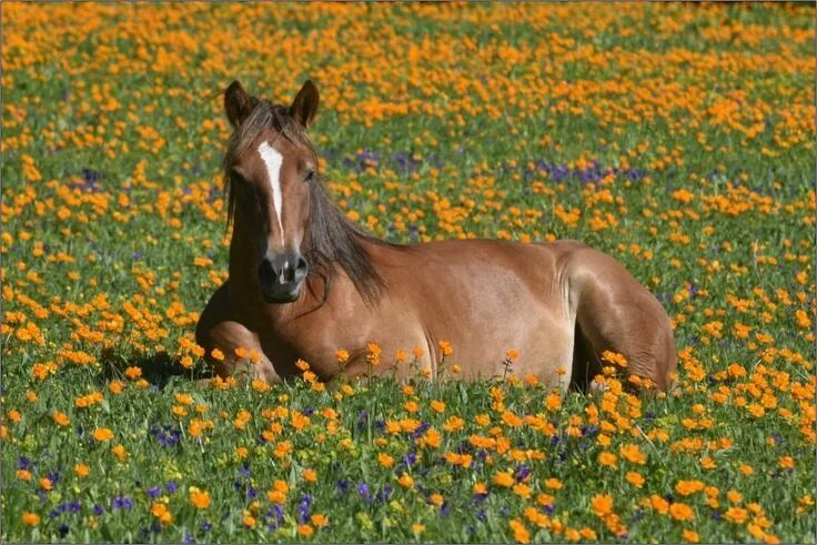 Лошади летом фото Pin by C. Graham on Pretty horses Horses, Beautiful horses, Pretty horses