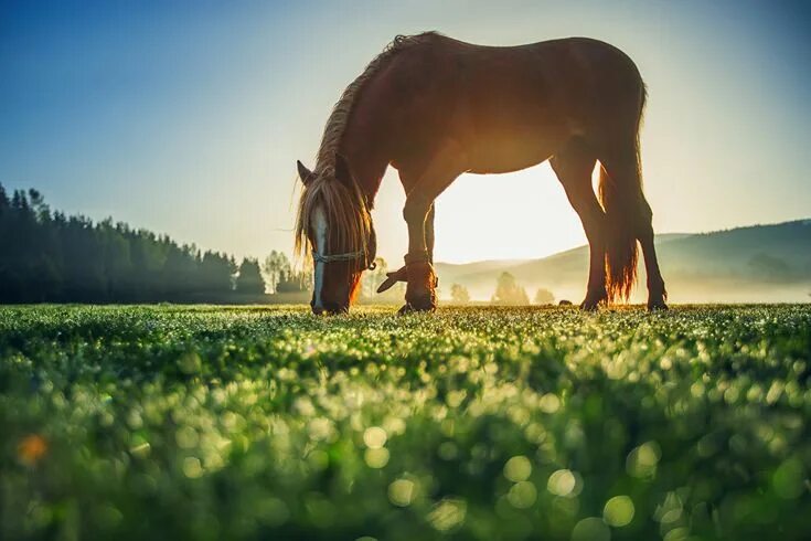 Лошади летом фото Photos Horses Grasslands Animals Meadow-Quarter horse grazing on meadow Sfondi, 