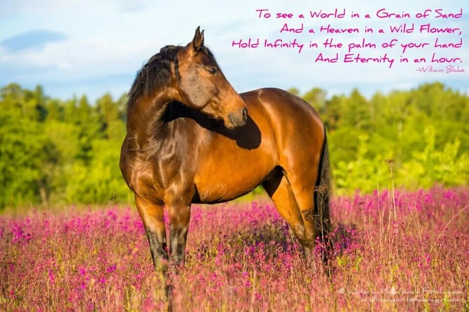 Лошади летом фото Pin by Hannah Elizabeth on Country ♥ Horses, Bay horse, Horse portrait