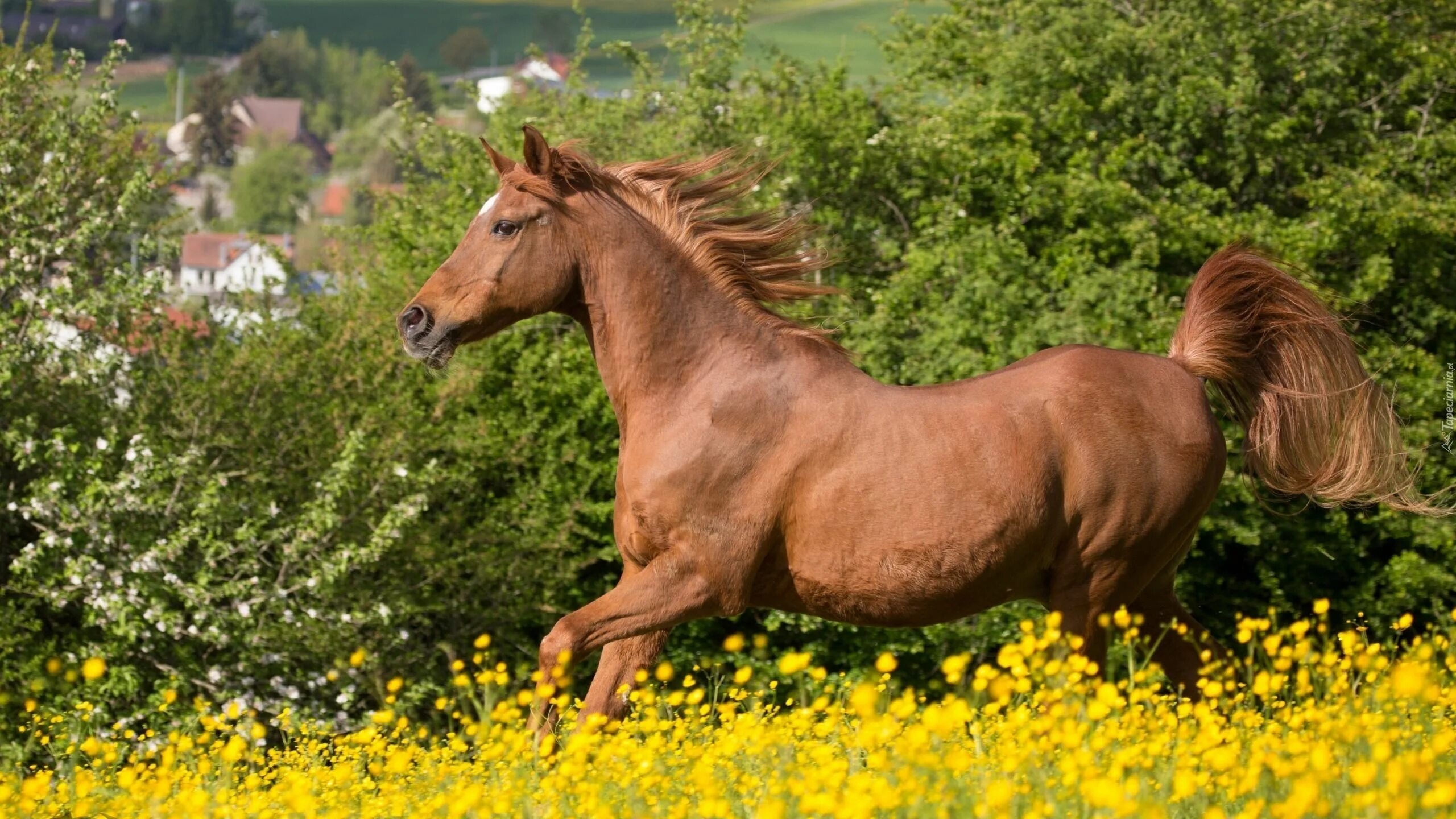 Лошади летом фото Koń, Łąka, Żółte, Kwiaty, Rozmyte, Tło Horses, Horse pictures, Horse wallpaper