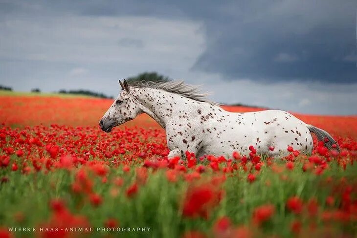 Лошади летом фото HORSES, WILD, PHOTOGRAPHY Pferdefotografie, Appaloosa pferde, Wiebke haas