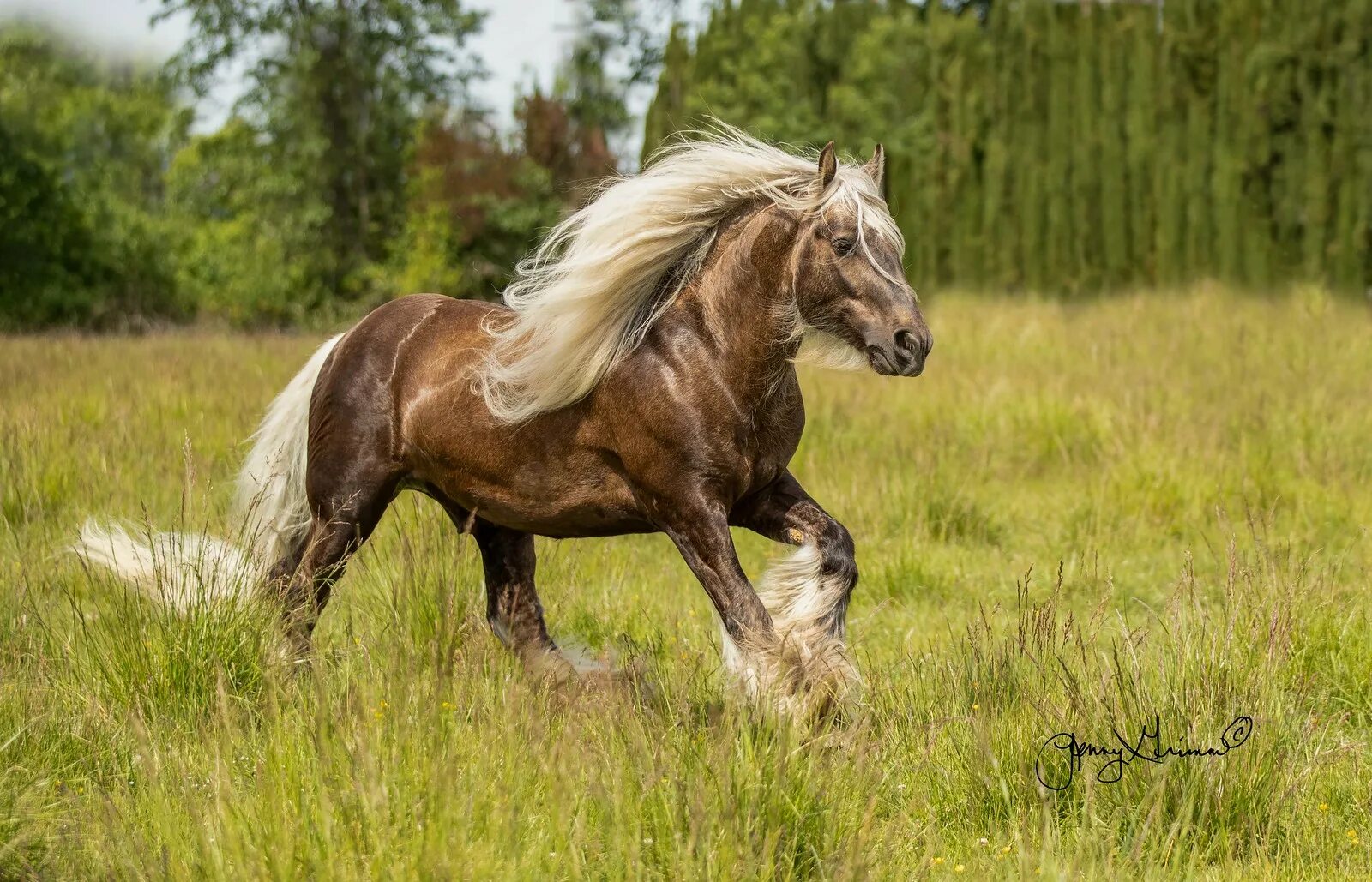 Лошади летом фото More Horses 69 Flickr