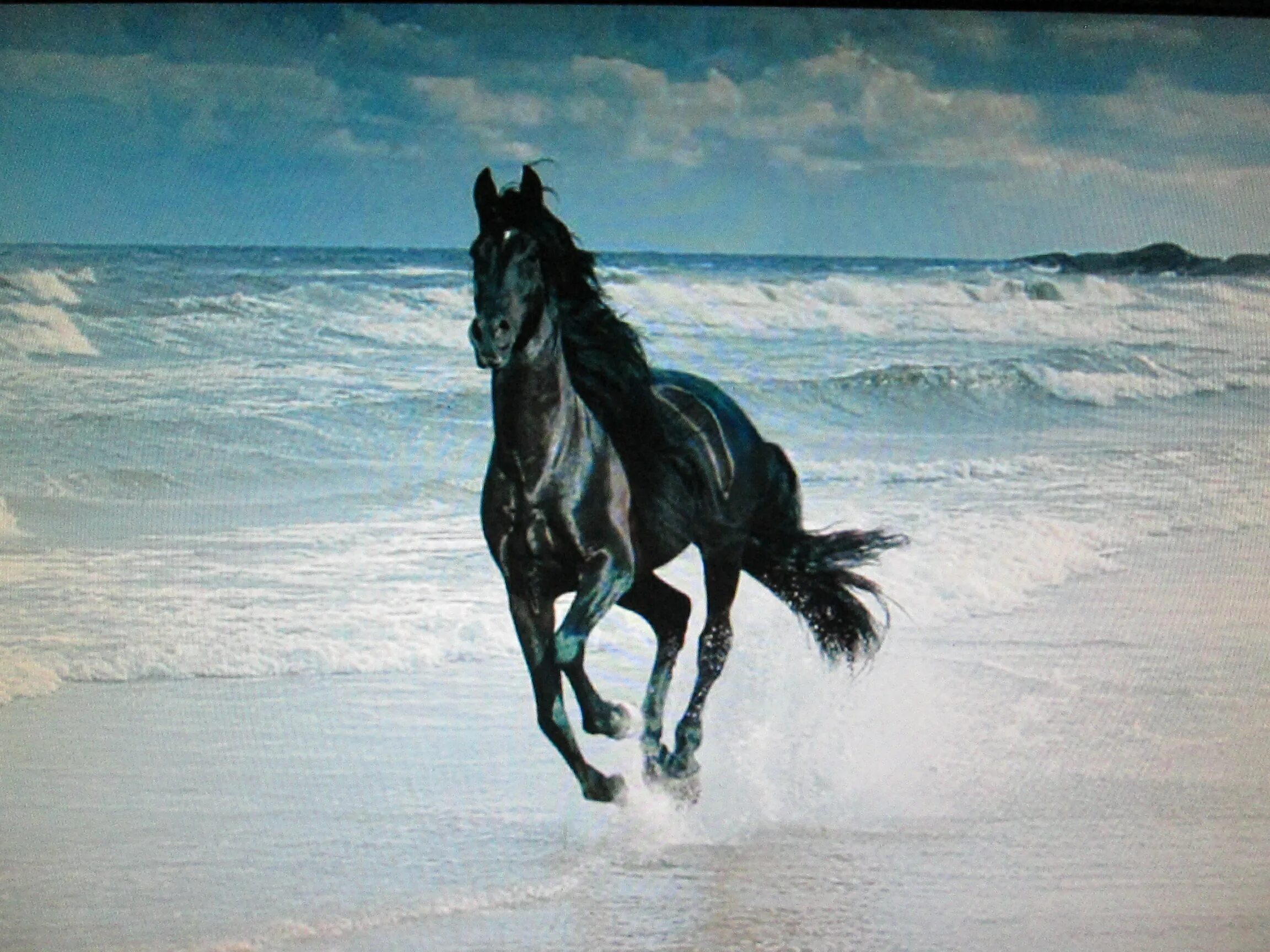 Лошади море фото Wallpaper : animals, sea, water, nature, sky, beach, waves, Canon, wave, bluesky
