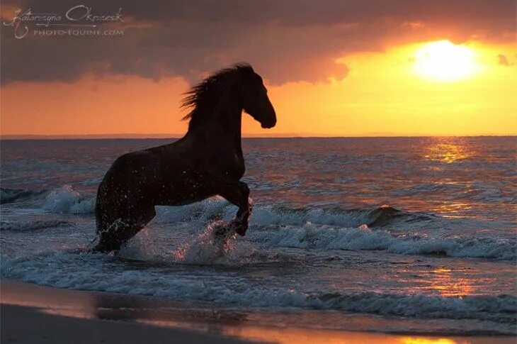 Лошади море фото For the Love of Horses - Page 2 - Be Creative Horses, Equine photography, Beauti