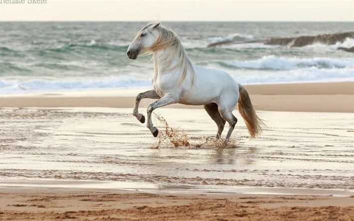 Лошади море фото Download wallpapers white horse, coast, sea, beach, sunset, evening horse for de