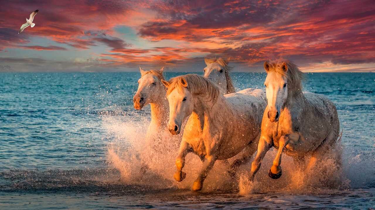 Лошади море фото Где купить панно чайки из пвх - купить по низкой цене на Яндекс Маркете