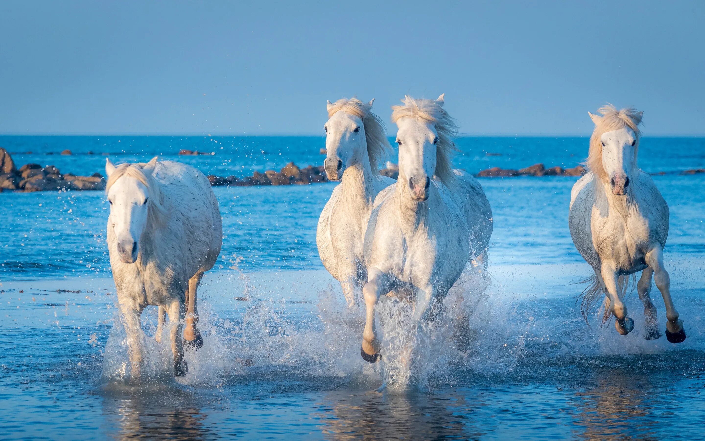 Лошади море фото Скачать обои море, берег, кони, утро, лошади, скакуны, раздел животные в разреше