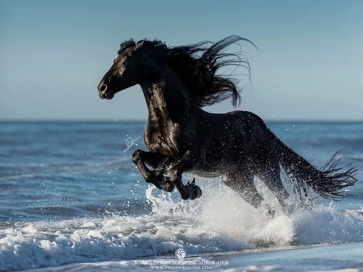 Лошади море фото Pin on konie Horses, Most beautiful horses, Beautiful horses