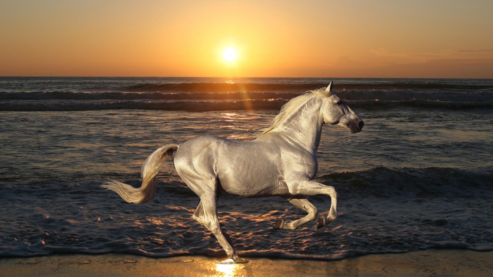 Лошади море фото Horse running on the beach 19201080 Horses, Beautiful horses, Beautiful horse pi