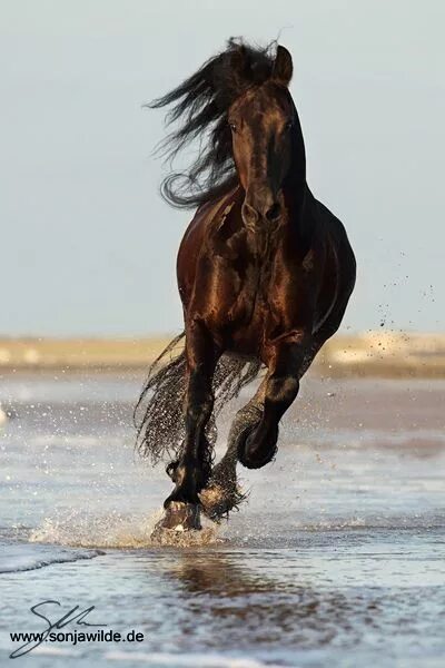 Лошади на бегу фото With a burning passion. Horses, Pretty horses, Beautiful horses