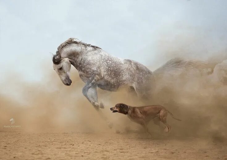 Лошади на бегу фото The game by Victoriya Bondarenko on 500px Horse mural, Nature animals, Horses