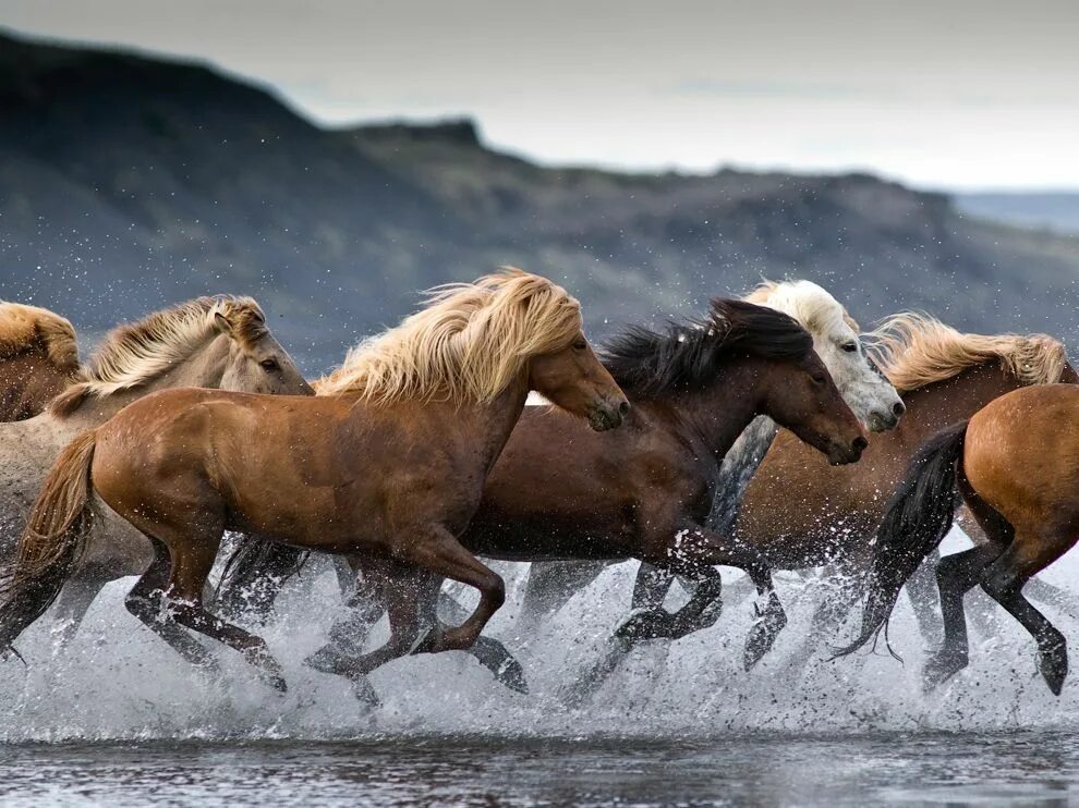 Лошади на бегу фото imgur.com Horses, Horse pictures, Pretty horses