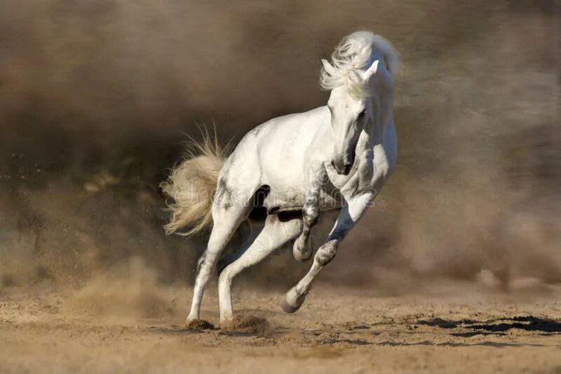 Лошади на бегу фото White horse in motion stock image. Image of power, grey - 82642481