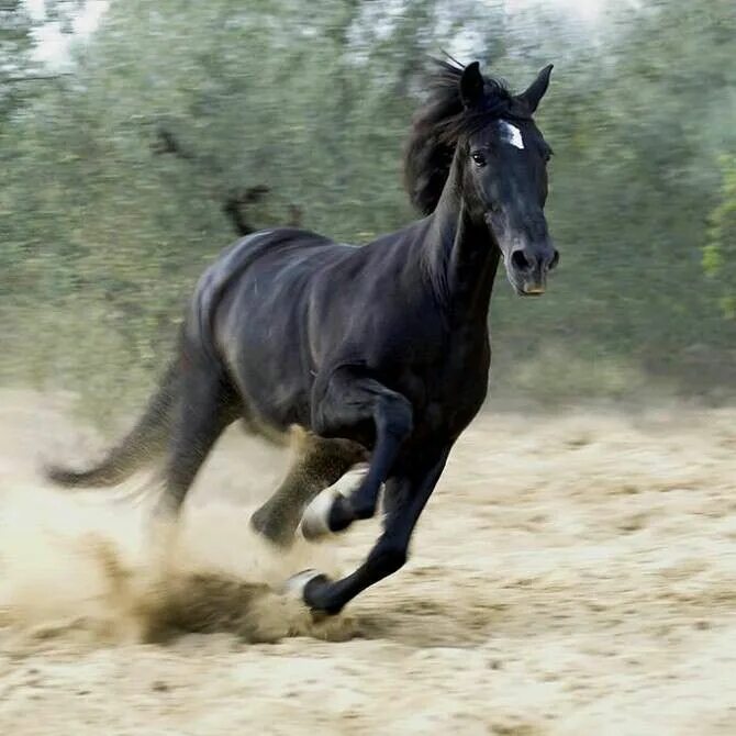 Лошади на бегу фото Épinglé par Jenny Parry sur More horses Cheval empaillé, Photos de chevaux, Chev