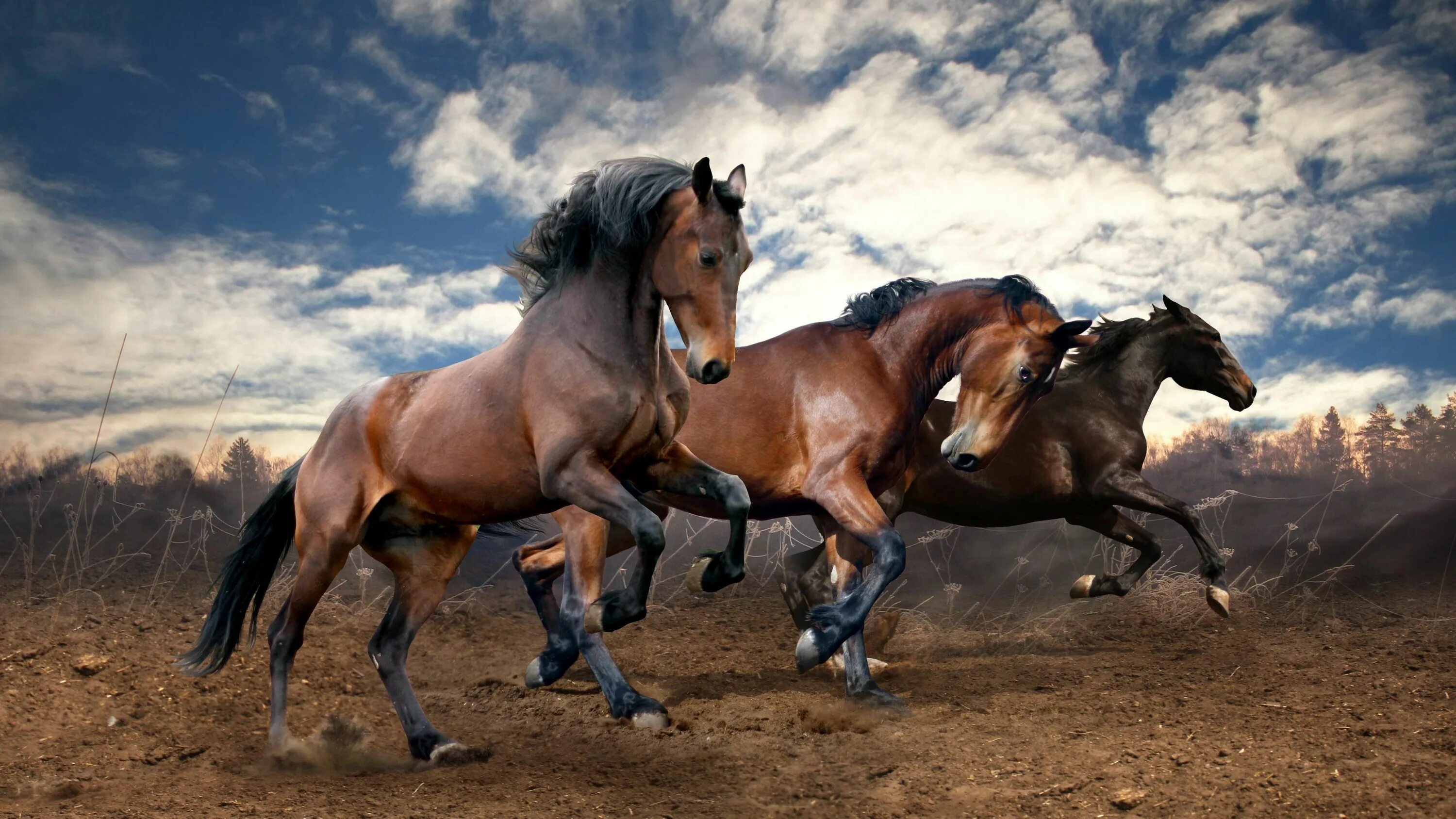 Лошади на бегу фото #horses #running #ground #animals #4K #wallpaper #hdwallpaper #desktop Horses, B
