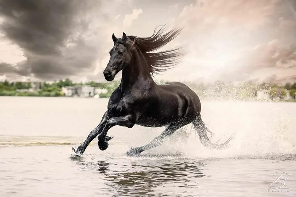 Лошади на бегу фото 93) Horses & Freedom - horse running through the water. Horses, Pretty horses, B