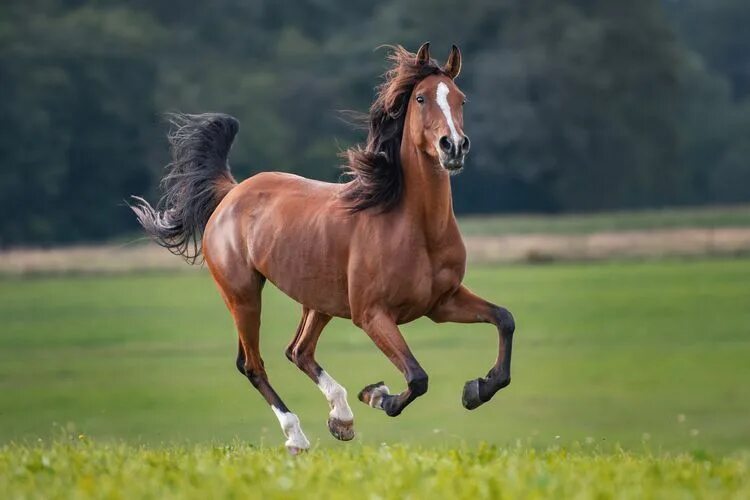 Лошади на бегу фото 12 Astonishing Facts About Horses Horses, Horse facts, Horse species