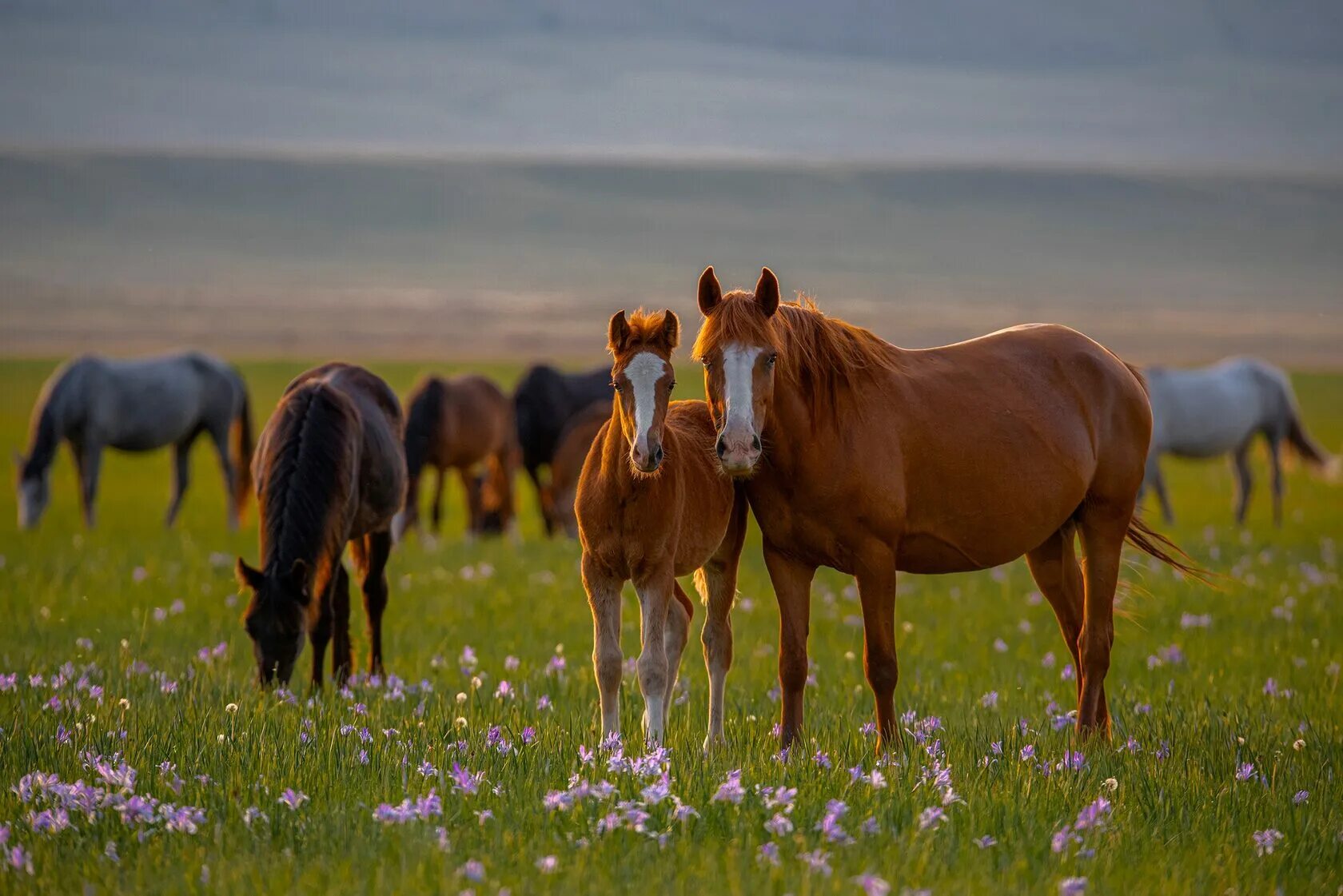 Лошади на лугу фото Конная амуниция HORSE FAMILY