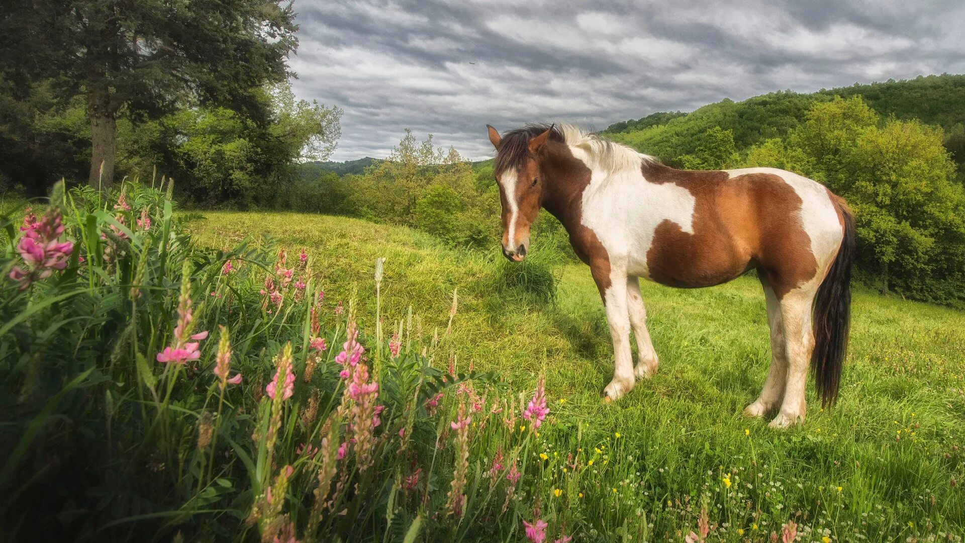 Лошади на лугу фото Download wallpaper greens, field, summer, clouds, trees, flowers, nature, mood, 