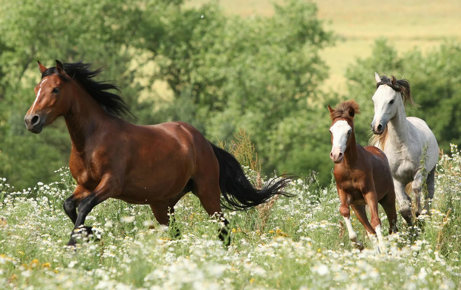 Лошади на лугу фото Urgent Action Needed Now to Stop Horrific Sterilization of Wild Horses Cheval em